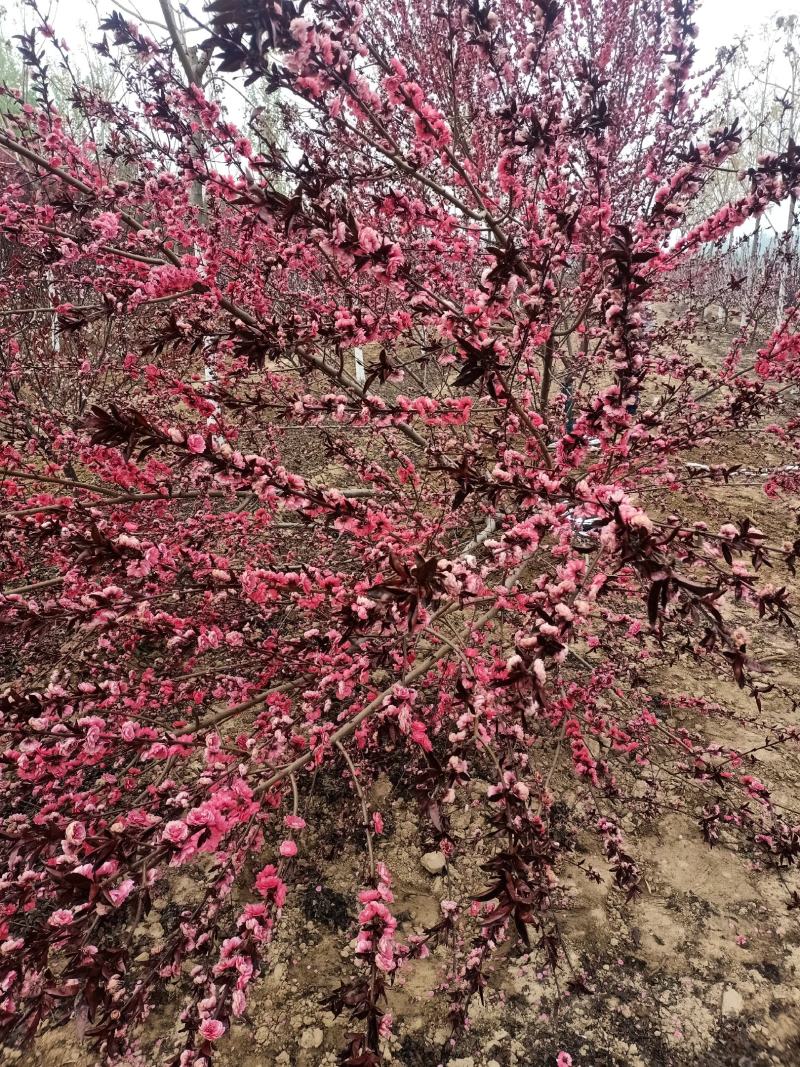 绿化，苗木精品红叶红花碧桃，基地直销，3-20公分，