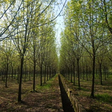 绿化苗木精品白蜡基地直销各种规格，欢迎前