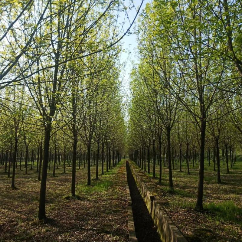 绿化苗木精品白蜡基地直销各种规格，欢迎前