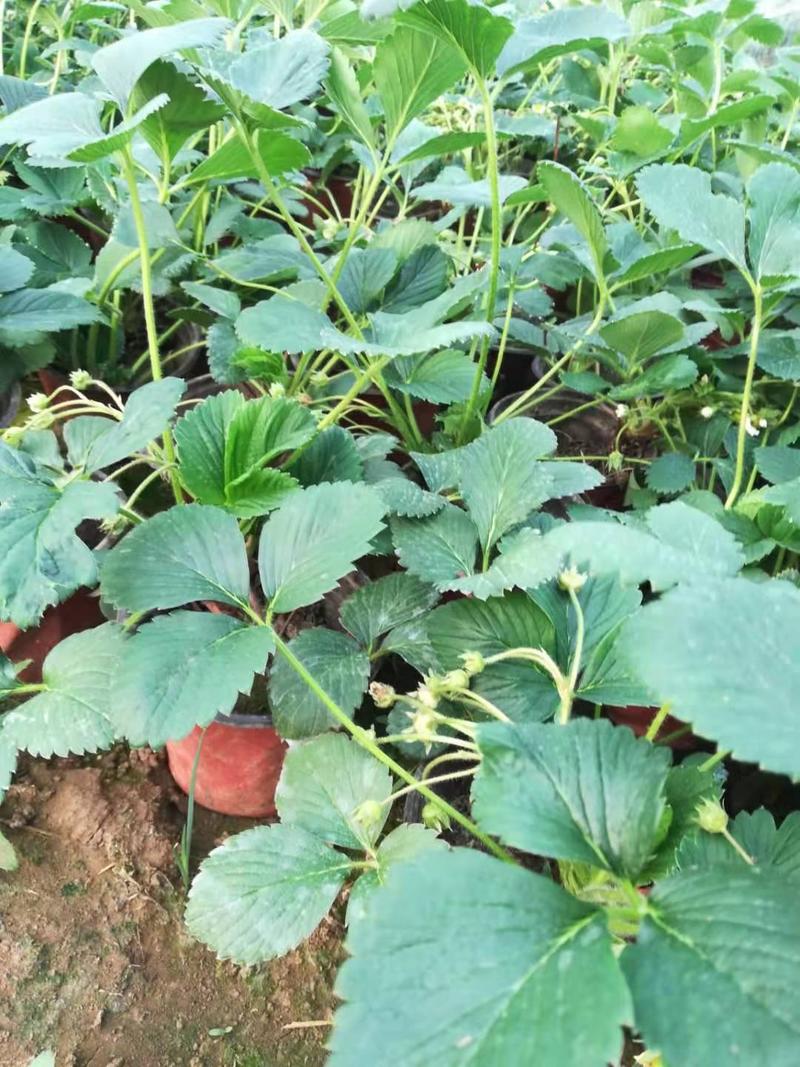优质草莓盆栽欢迎实地看货一手货源产地直发量大可优惠