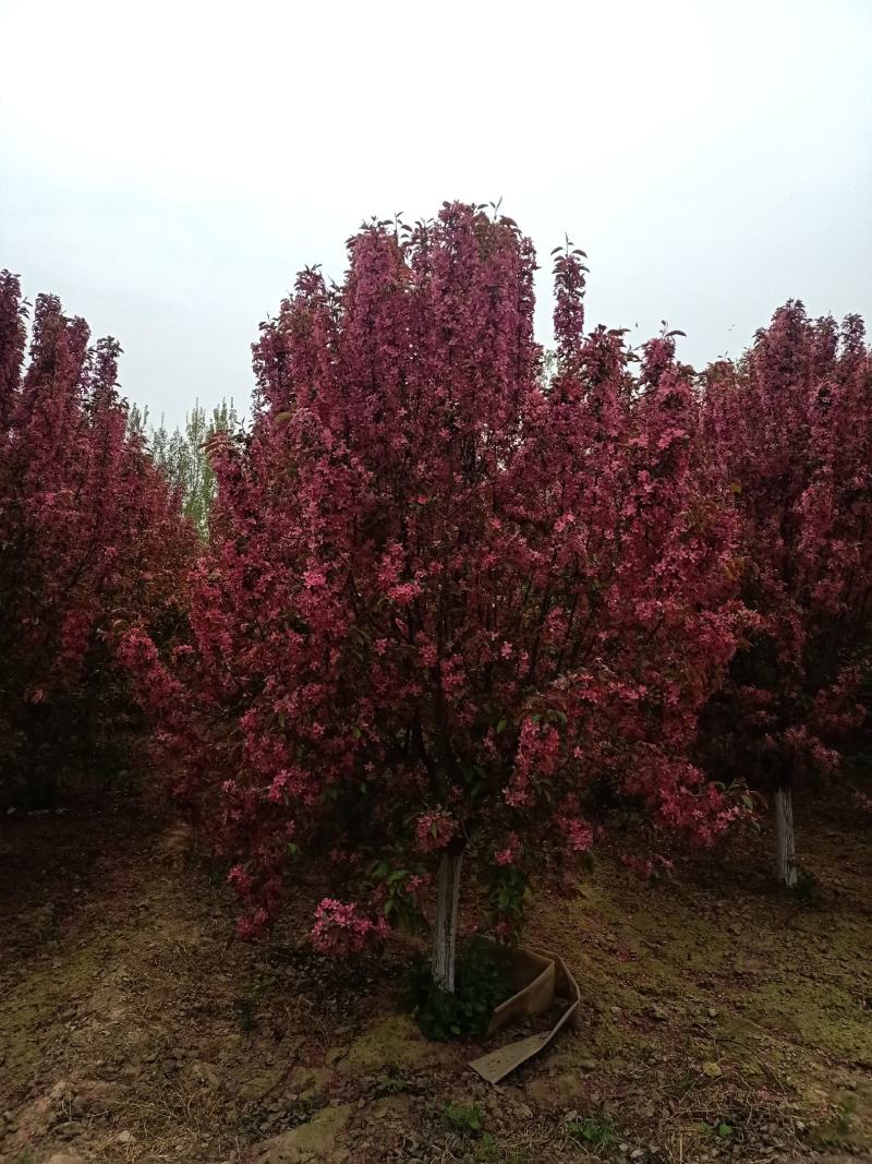 北美海棠，6-20公分基地直销，颗颗精品，欢迎前来选购，