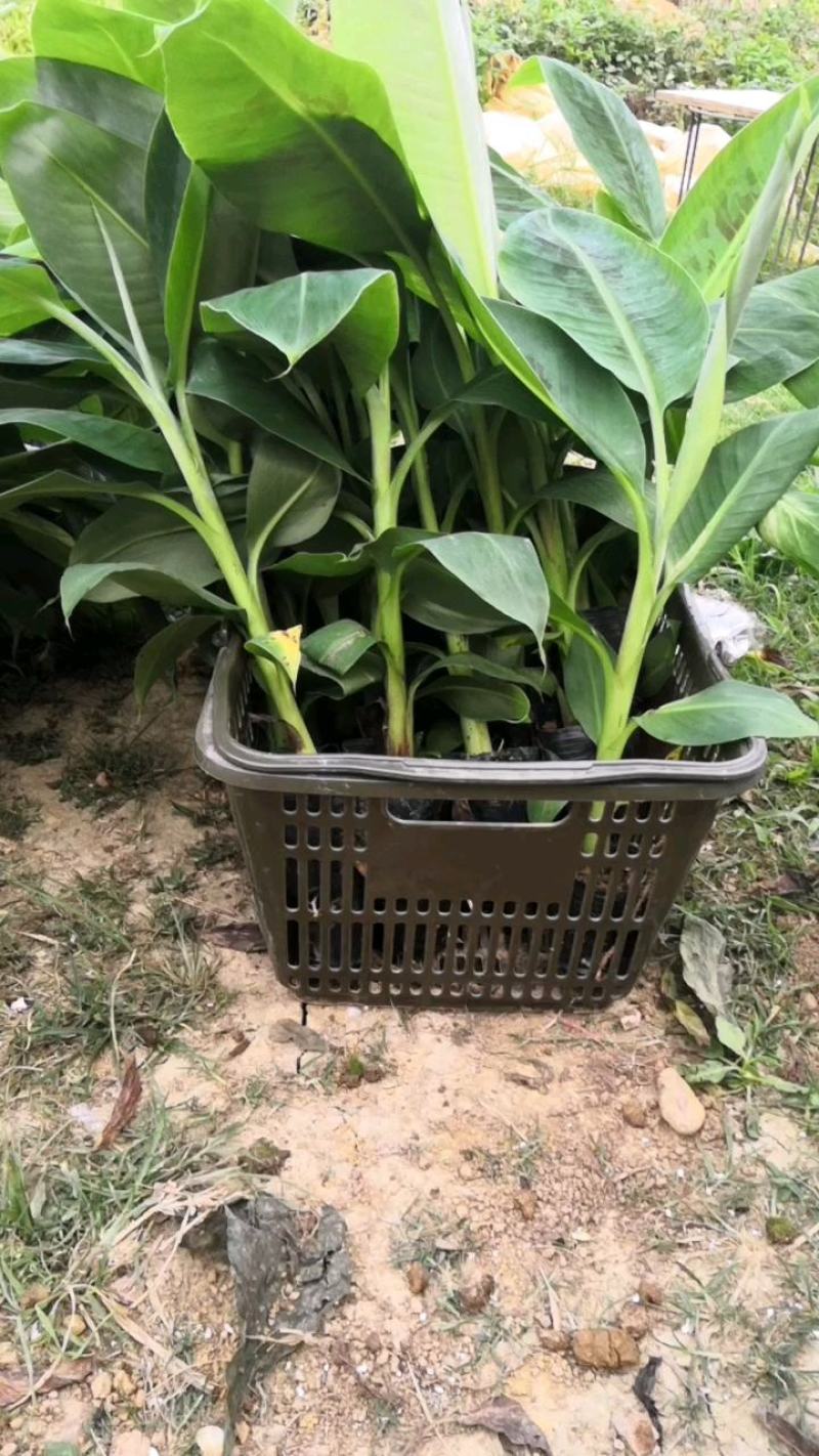 香蕉苗，桂蕉一号香蕉苗产地直销。价格实惠。欢迎咨询订购。