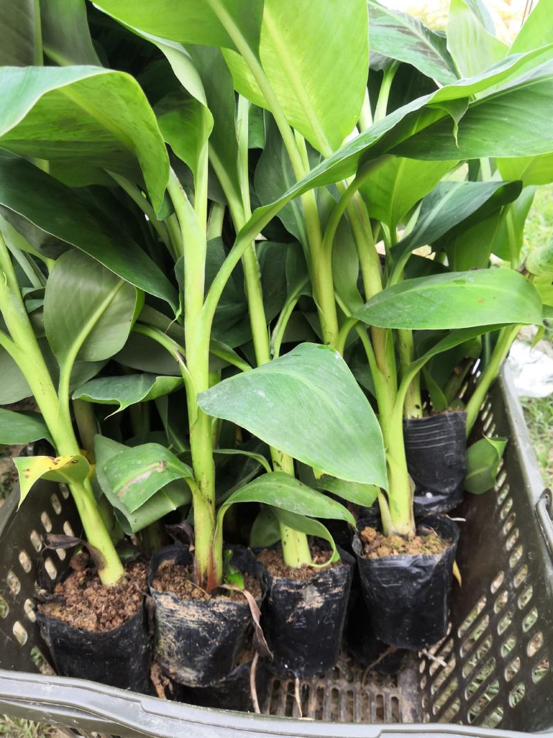 香蕉苗，桂蕉一号香蕉苗产地直销。价格实惠。欢迎咨询订购。