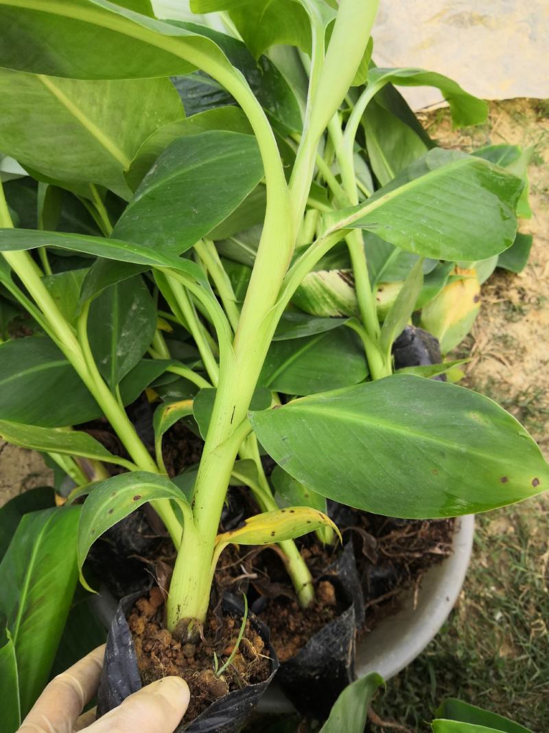 香蕉苗，桂蕉一号香蕉苗产地直销。价格实惠。欢迎咨询订购。