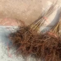 吉盛李子苗和鸡心果苗