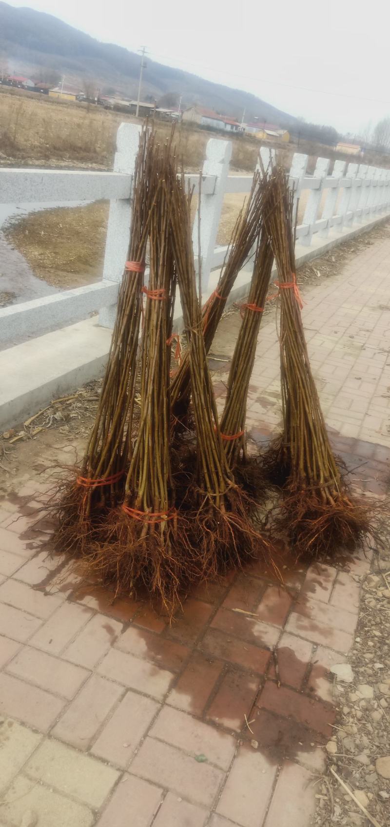 吉盛李子苗和鸡心果苗