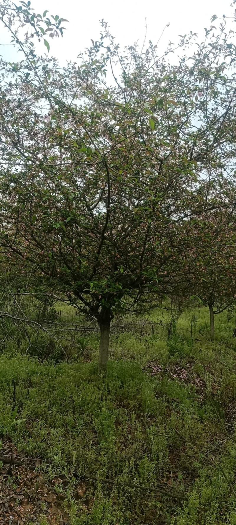 精品小叶垂丝海棠基地大量供应各种规格齐全5