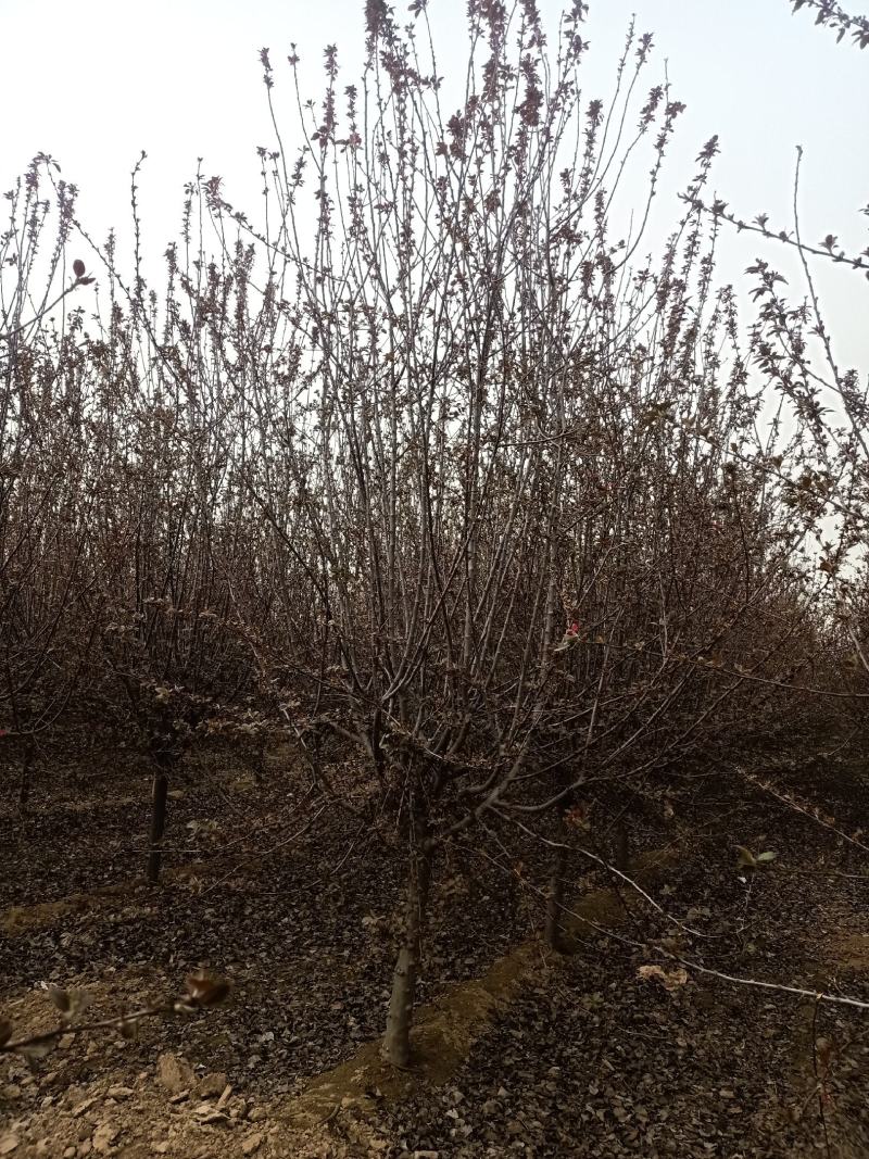 精品大叶垂丝海棠基地直销各种规格，欢迎前来选购