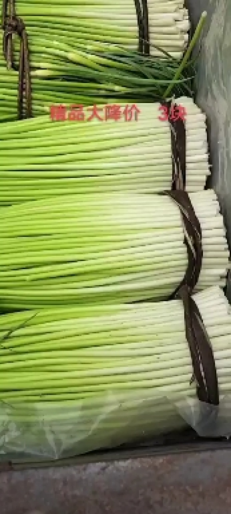精品蒜薹50~90厘米口感好质量没的说保质保量