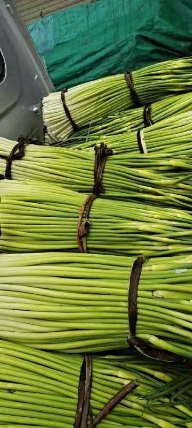 精品蒜薹50~90厘米口感好质量没的说保质保量