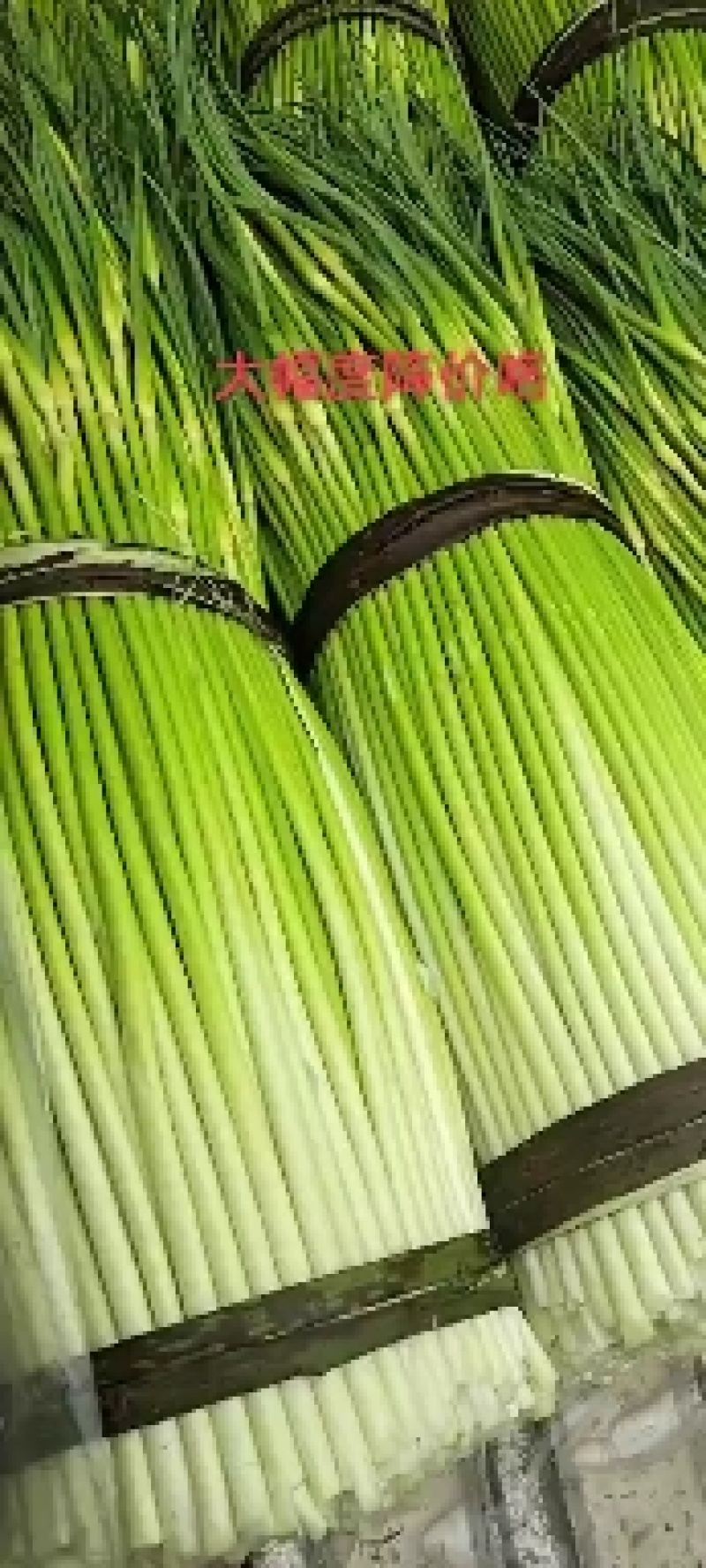 精品蒜薹50~90厘米口感好质量没的说保质保量