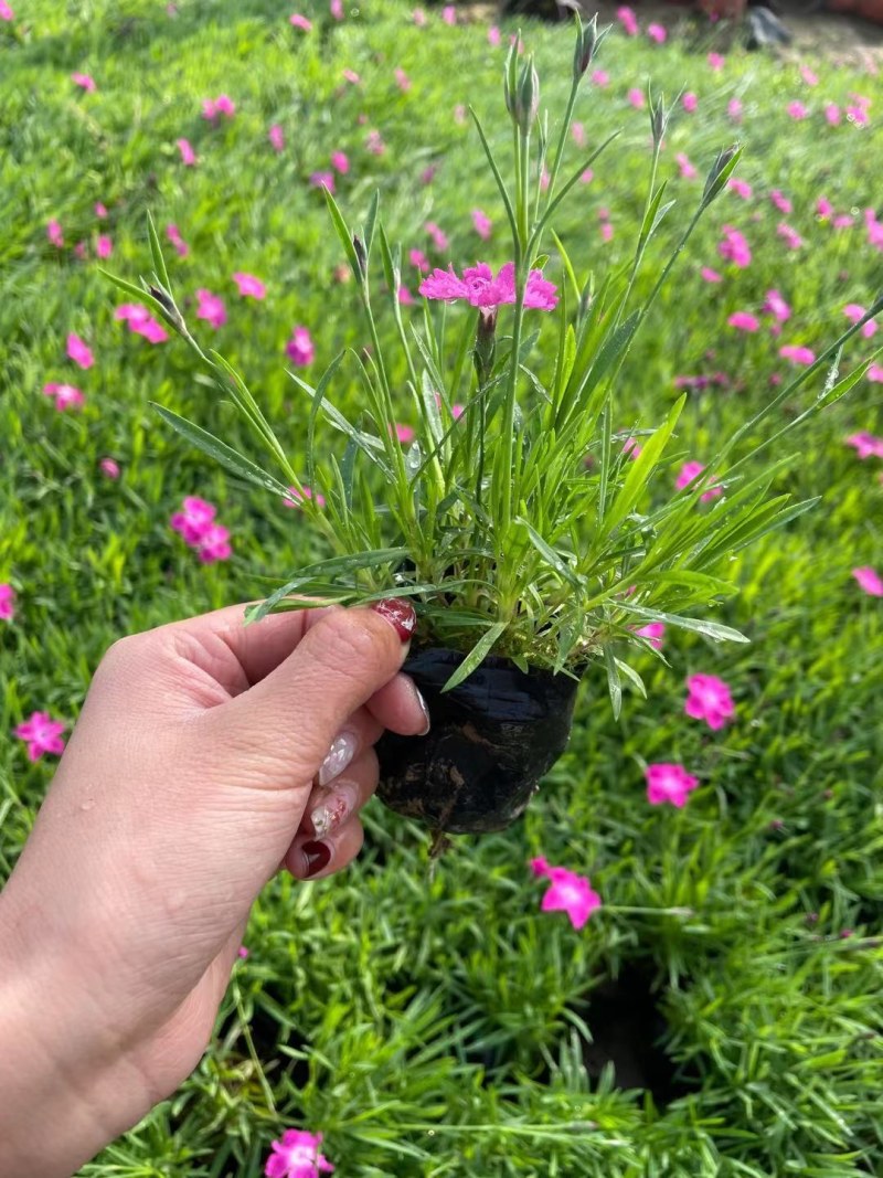 欧石竹穴盘苗