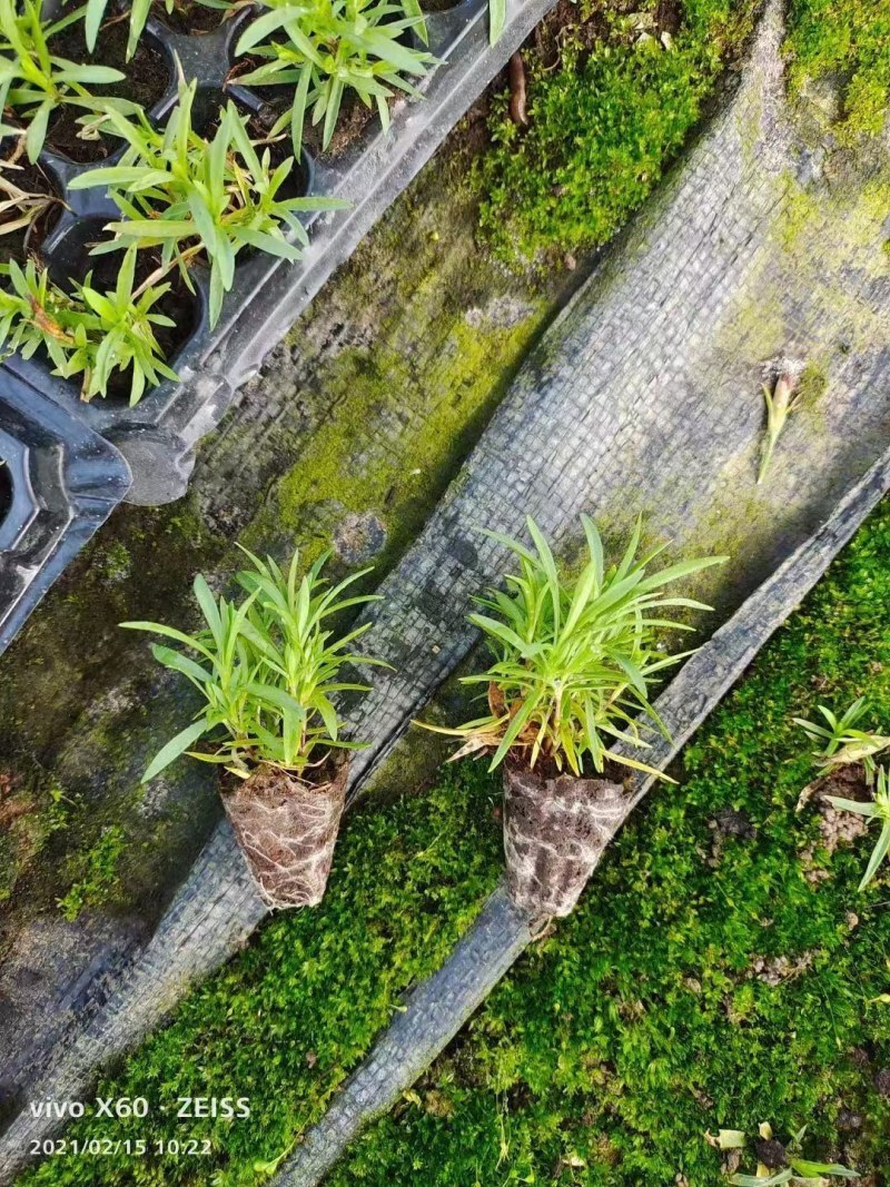 欧石竹穴盘苗