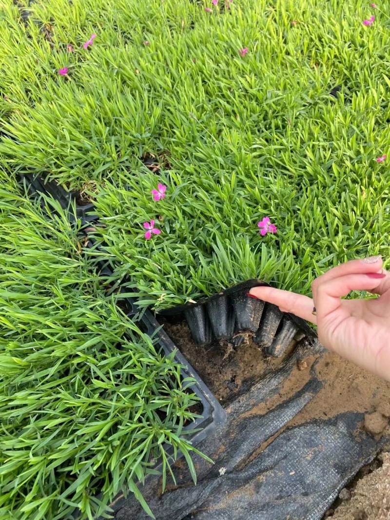 欧石竹穴盘苗
