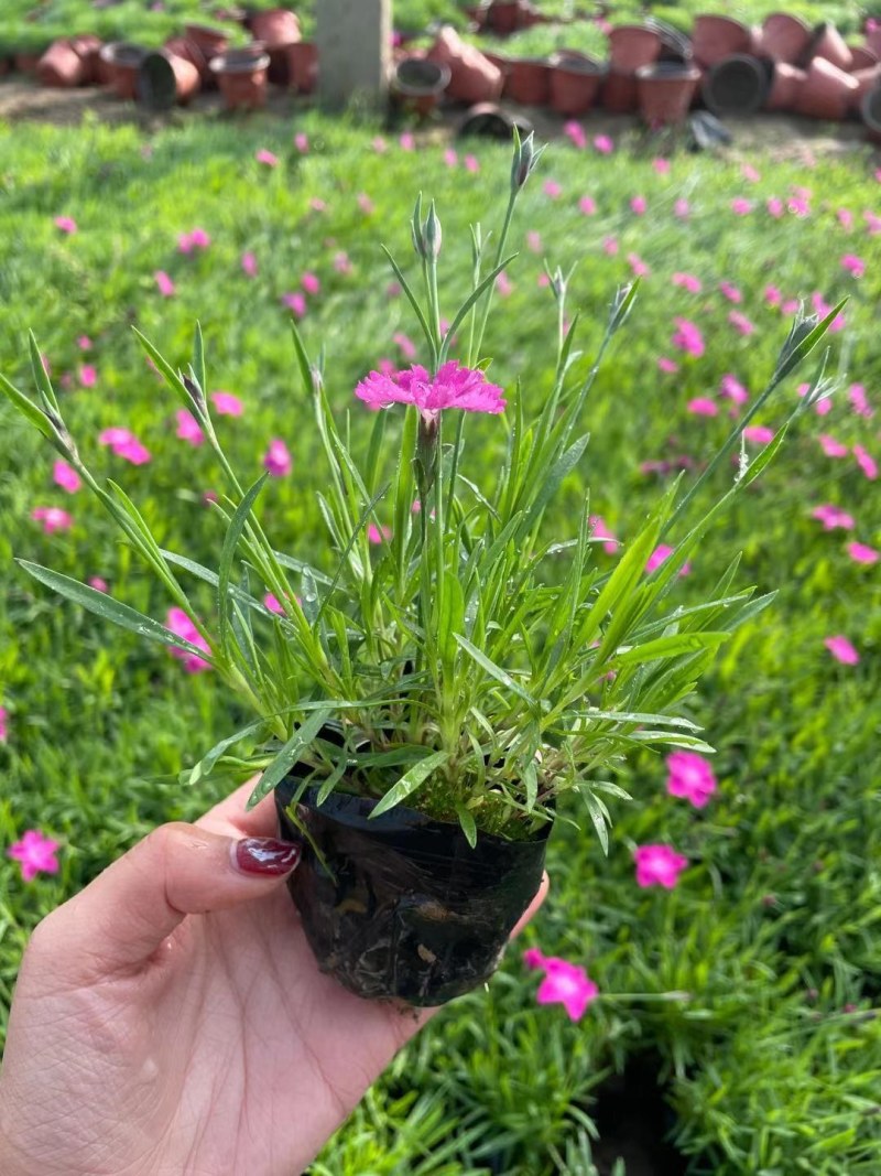 欧石竹穴盘苗