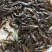黄骨鱼苗,2至6公分,量大从优,全雄,统货,任君选择。