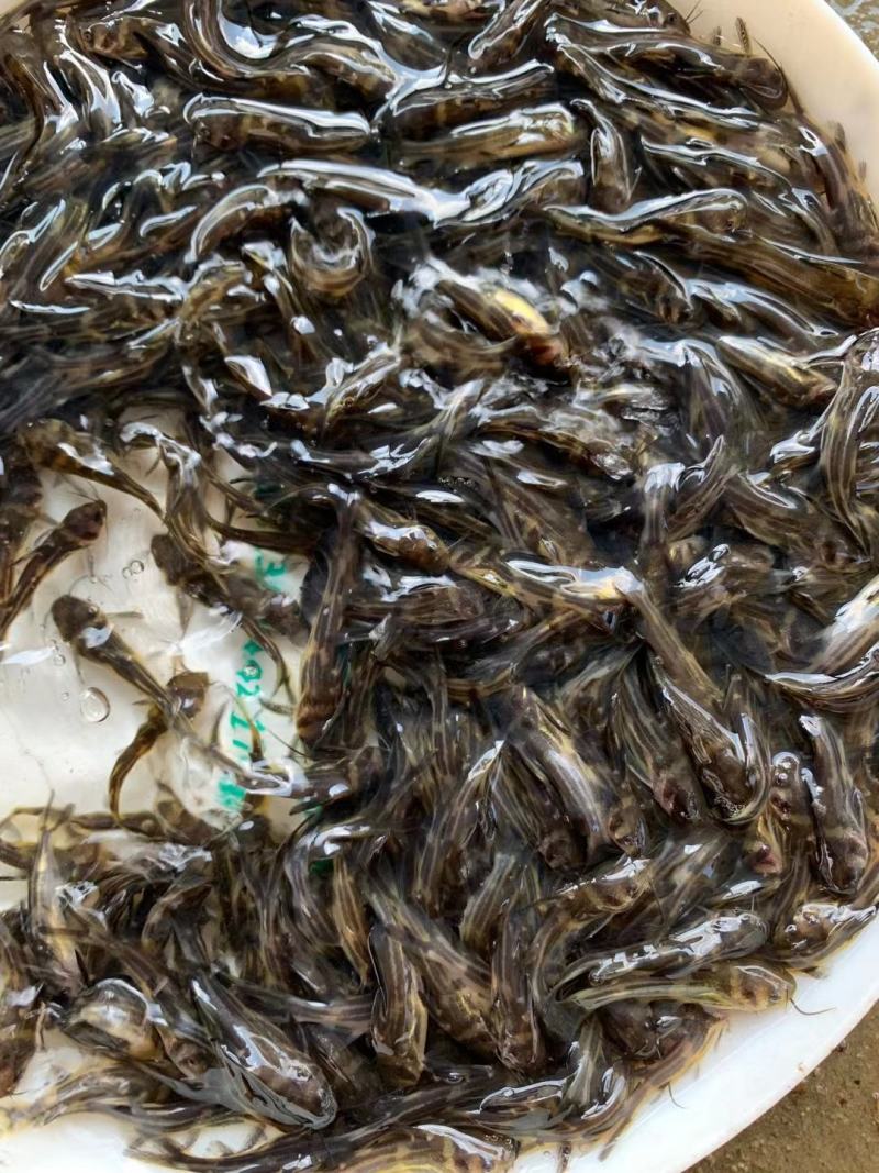 黄骨鱼苗，2至6公分，量大从优，全雄，统货，任君选择。