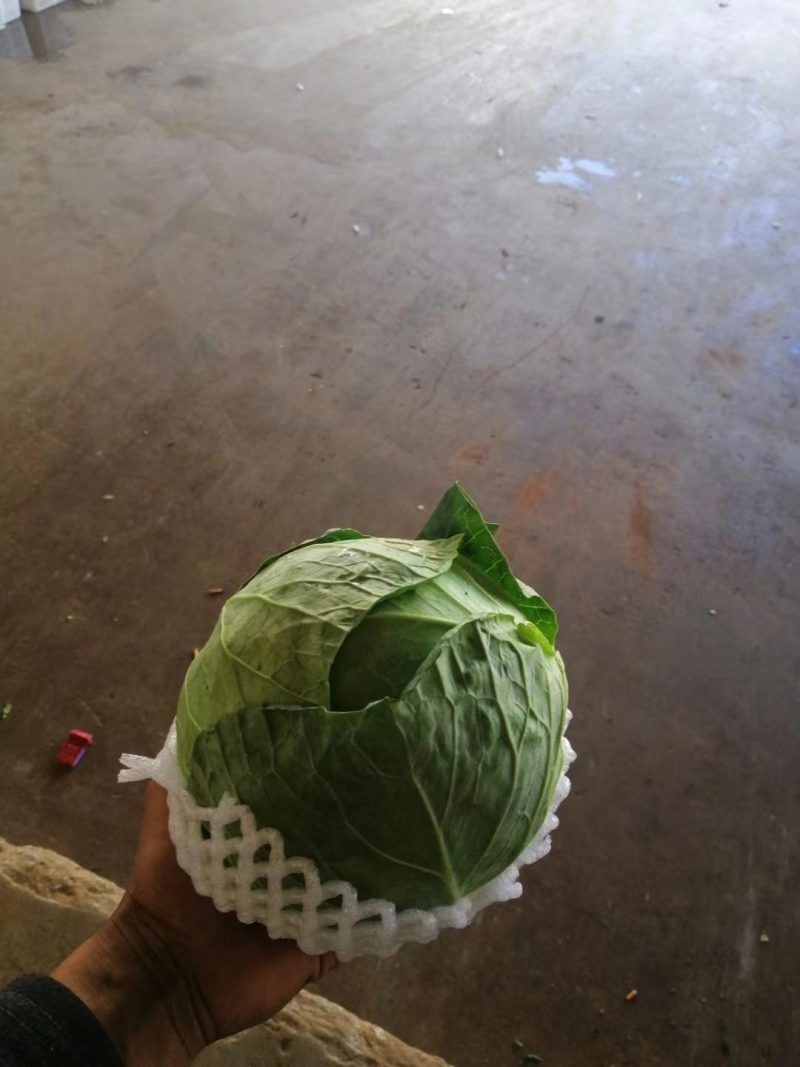 云南甘蓝大掉价
