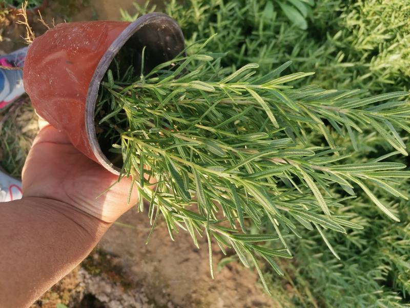 优质迷迭香产地直发一手货源量大优惠