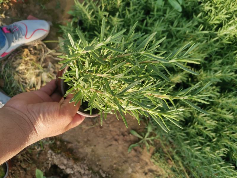 优质迷迭香产地直发一手货源量大优惠