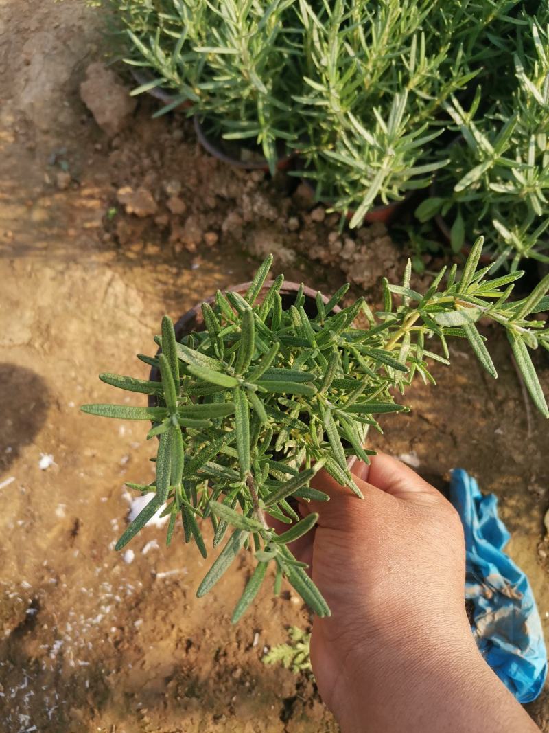 优质迷迭香产地直发一手货源量大优惠