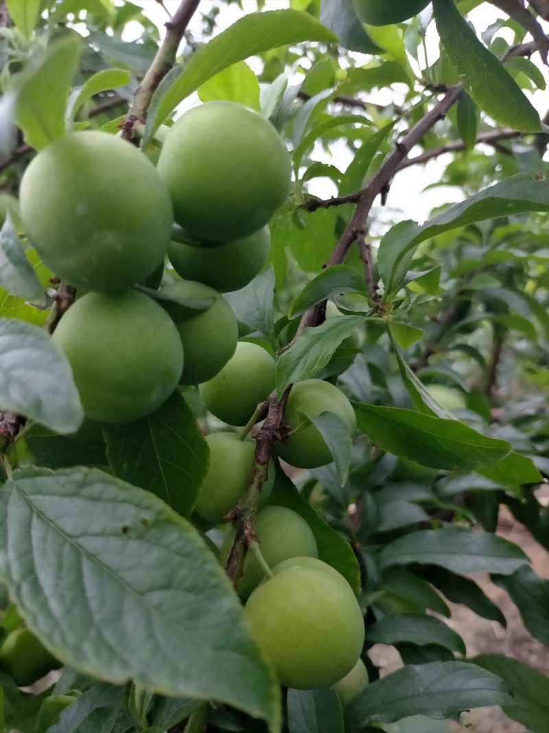 广西贵港市平南县青脆三月李子大量上市