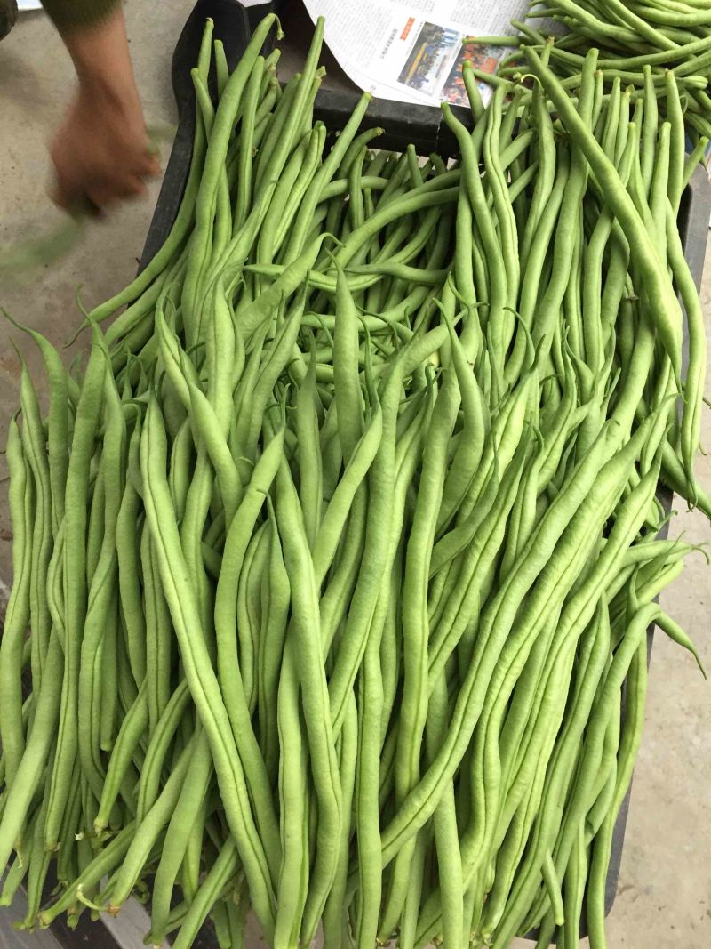 无筋豆大量上市，承接社区平台，电商，批发市场，拖板车