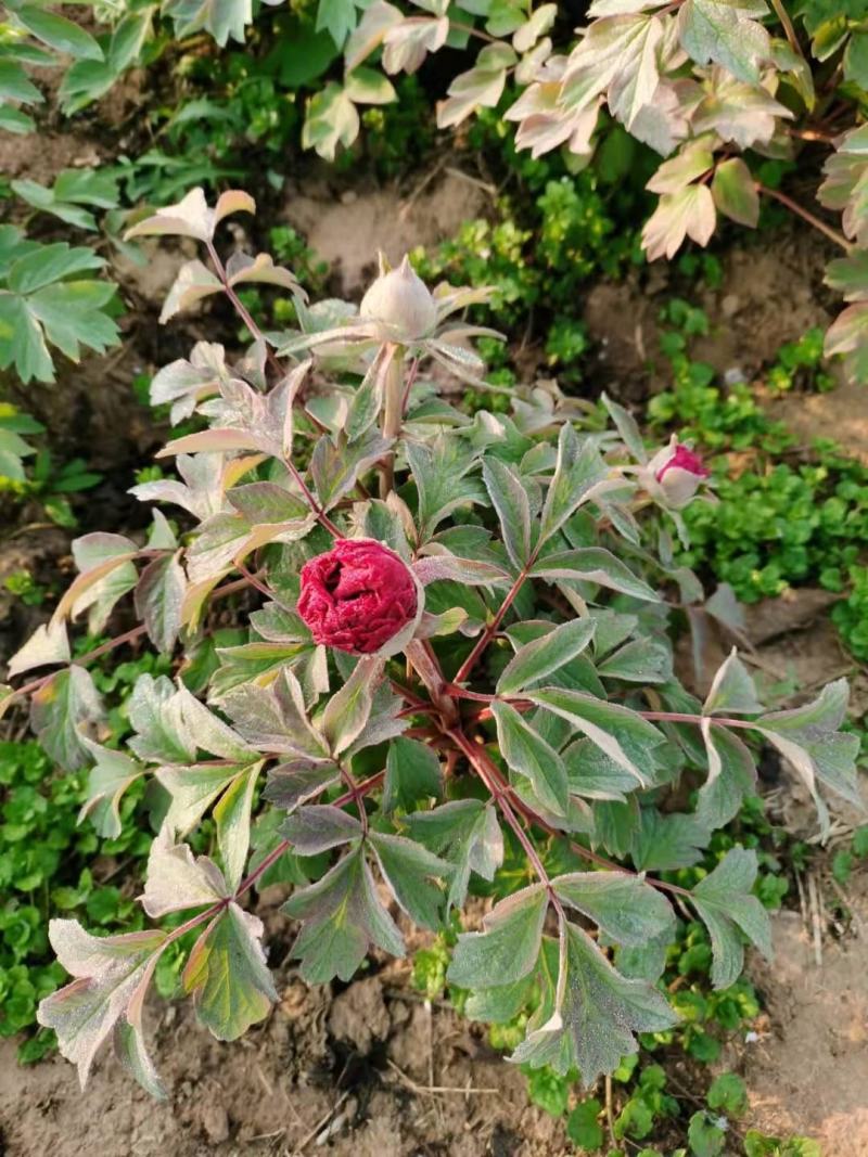 观赏牡丹带花苞土球一手货源量大从优欢迎来电