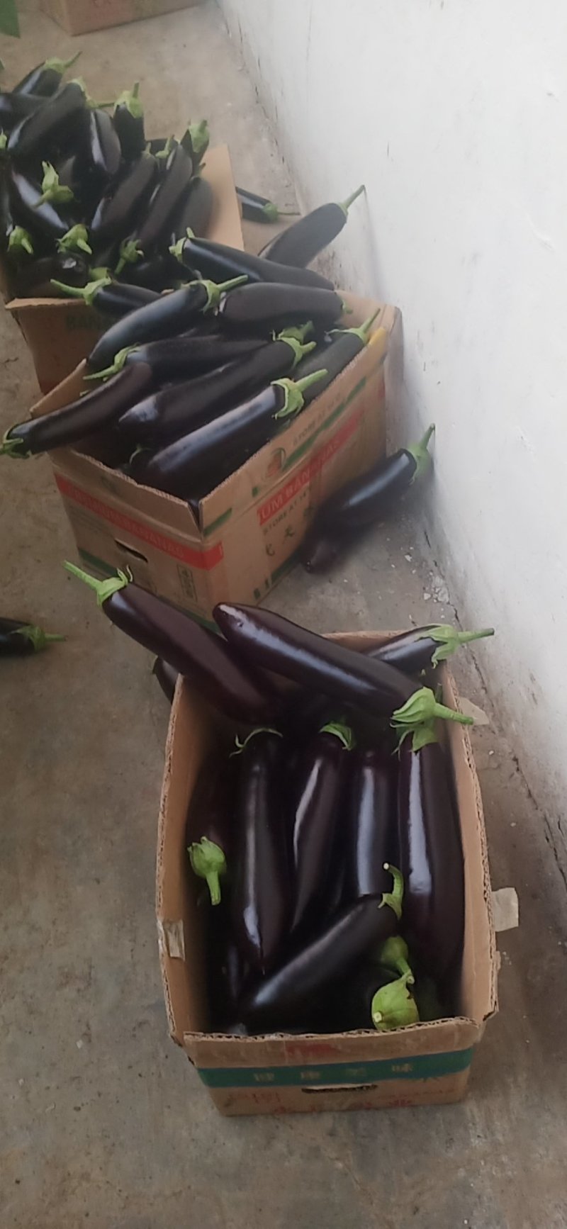 茄子