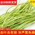 精品芦蒿新鲜蔬菜藜蒿支持一件代发包邮
