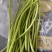 精品芦蒿新鲜蔬菜藜蒿支持一件代发包邮