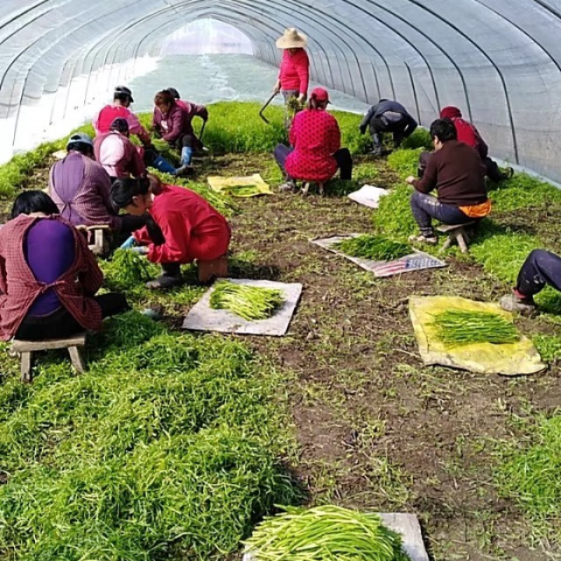 精品芦蒿新鲜蔬菜藜蒿支持一件代发包邮