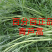 精品芦蒿新鲜蔬菜藜蒿支持一件代发包邮