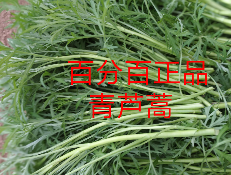 精品芦蒿新鲜蔬菜藜蒿支持一件代发包邮