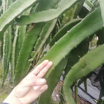 金都一号火龙果优质果苗，红皮红心纯种大枝！