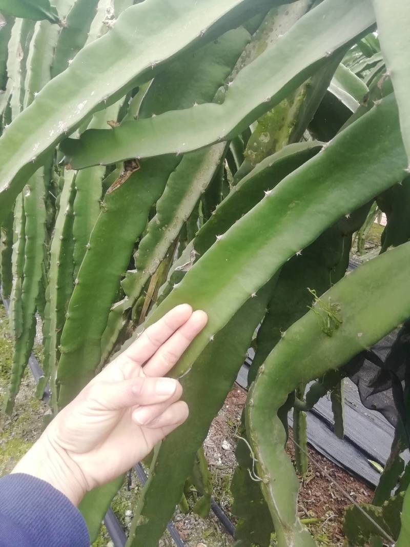 金都一号火龙果优质果苗，红皮红心纯种大枝！