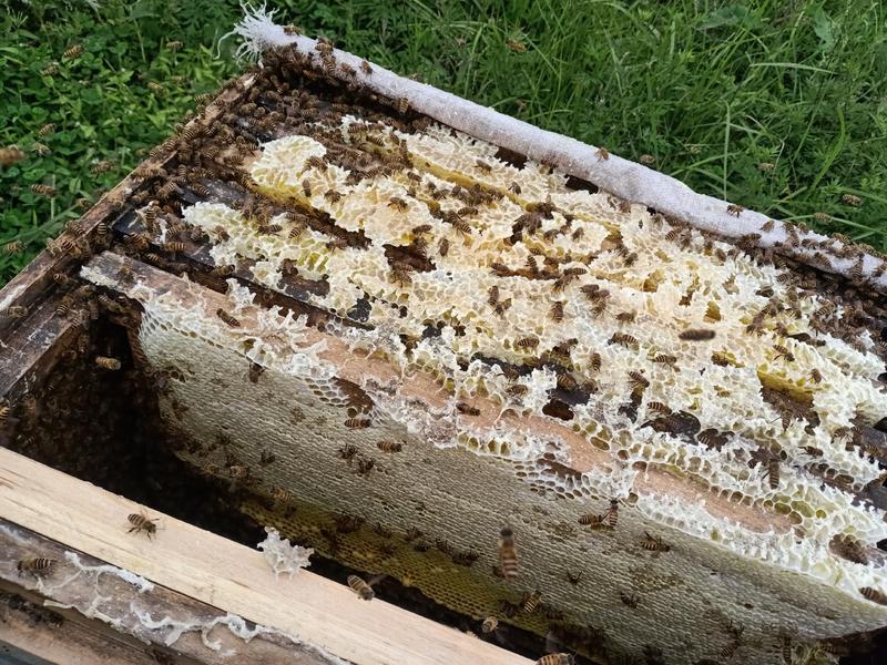 贵州省桐梓县先强养蜂基地，出售野生蜂蜜