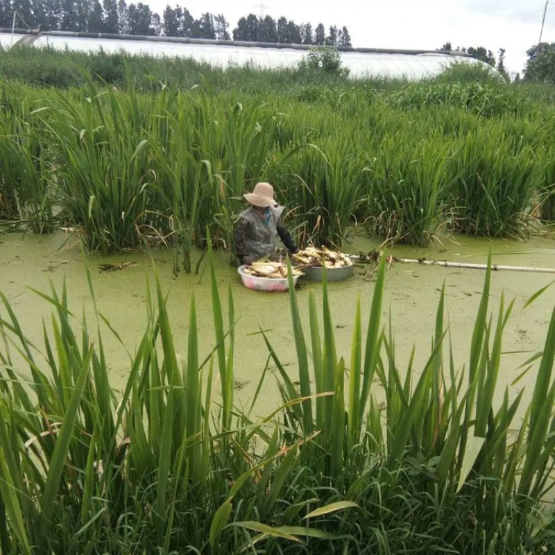 现挖高产优良双季茭白种苗茭瓜高瓜水笋种苗老蹲水培绿植苗