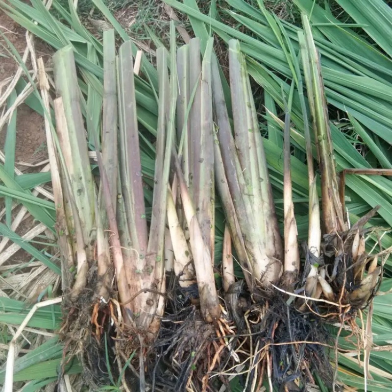 现挖高产优良双季茭白种苗茭瓜高瓜水笋种苗老蹲水培绿植苗