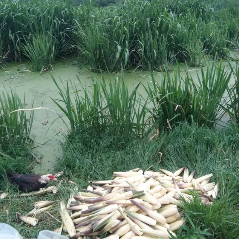 现挖高产优良双季茭白种苗茭瓜高瓜水笋种苗老蹲水培绿植苗