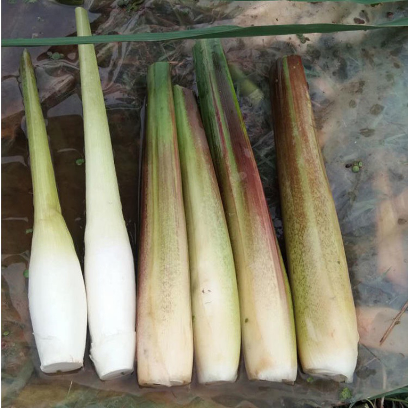 现挖高产优良双季茭白种苗茭瓜高瓜水笋种苗老蹲水培绿植苗