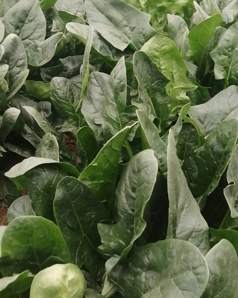 陕西省咸阳市乾县灵普惠种植合作社