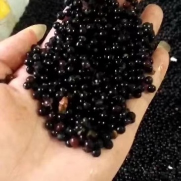 檫木种子各种不同种子大量供应