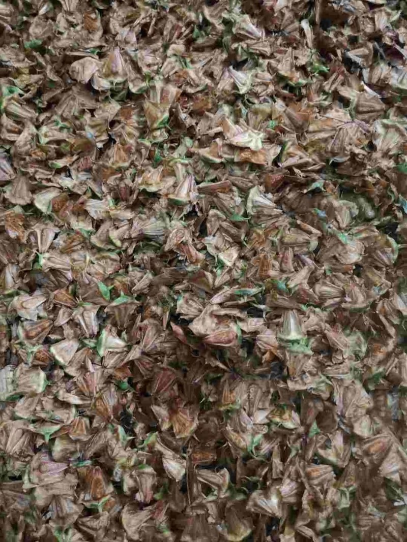 檫木种子各种不同种子大量供应
