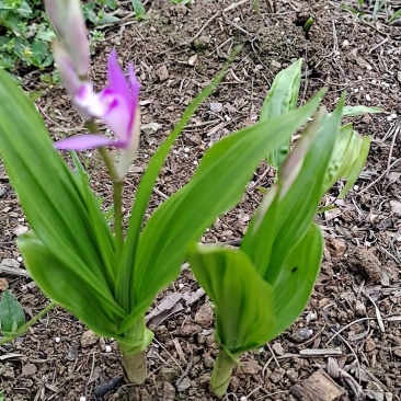 需要白芨苗的赶紧联系我