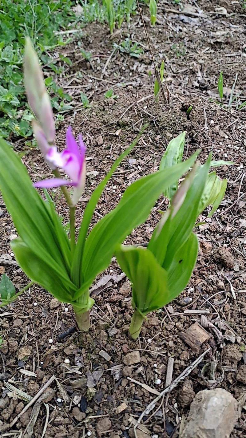 需要白芨苗的赶紧联系我