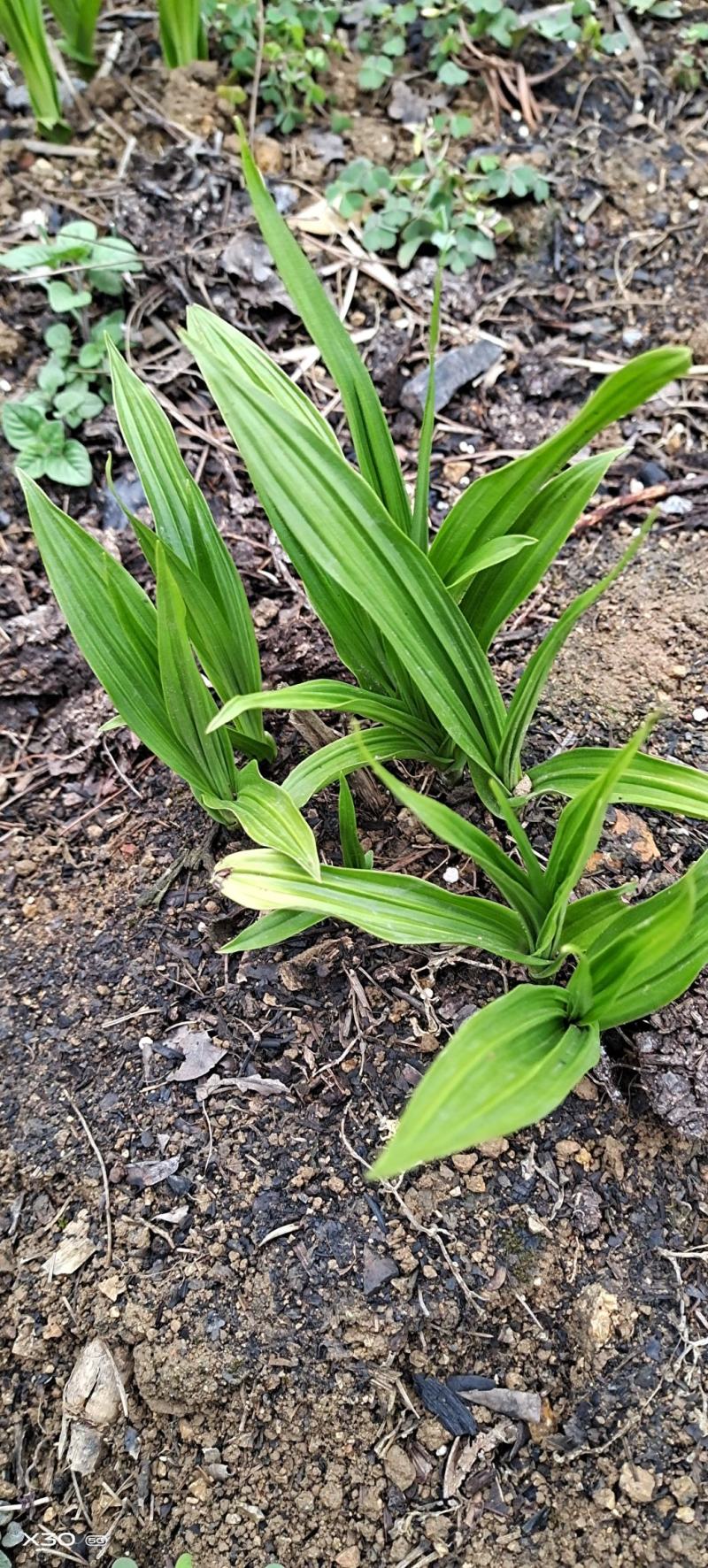 需要白芨苗的赶紧联系我