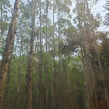 桉树林连地一起转让