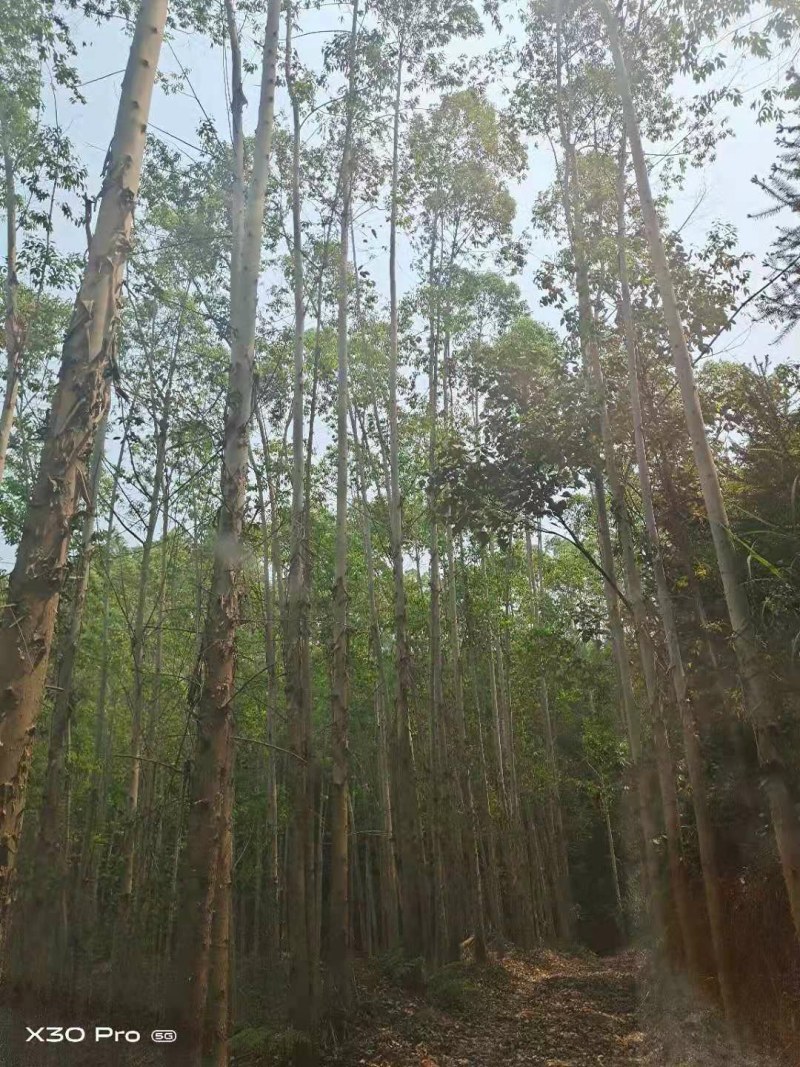 桉树林连地一起转让