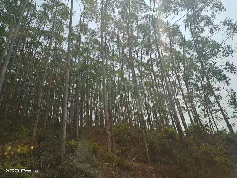桉树林连地一起转让